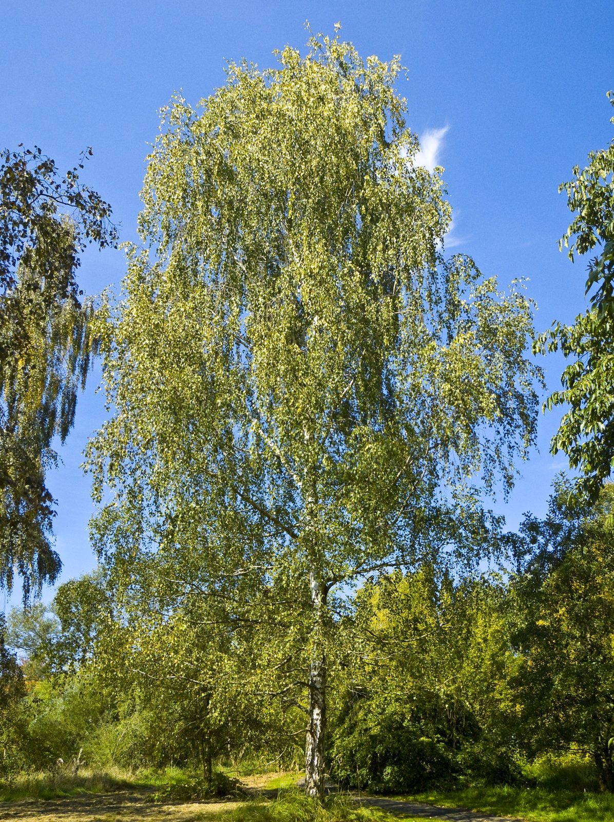 Eastwood's Birch (Betula eastwoodiae) plant