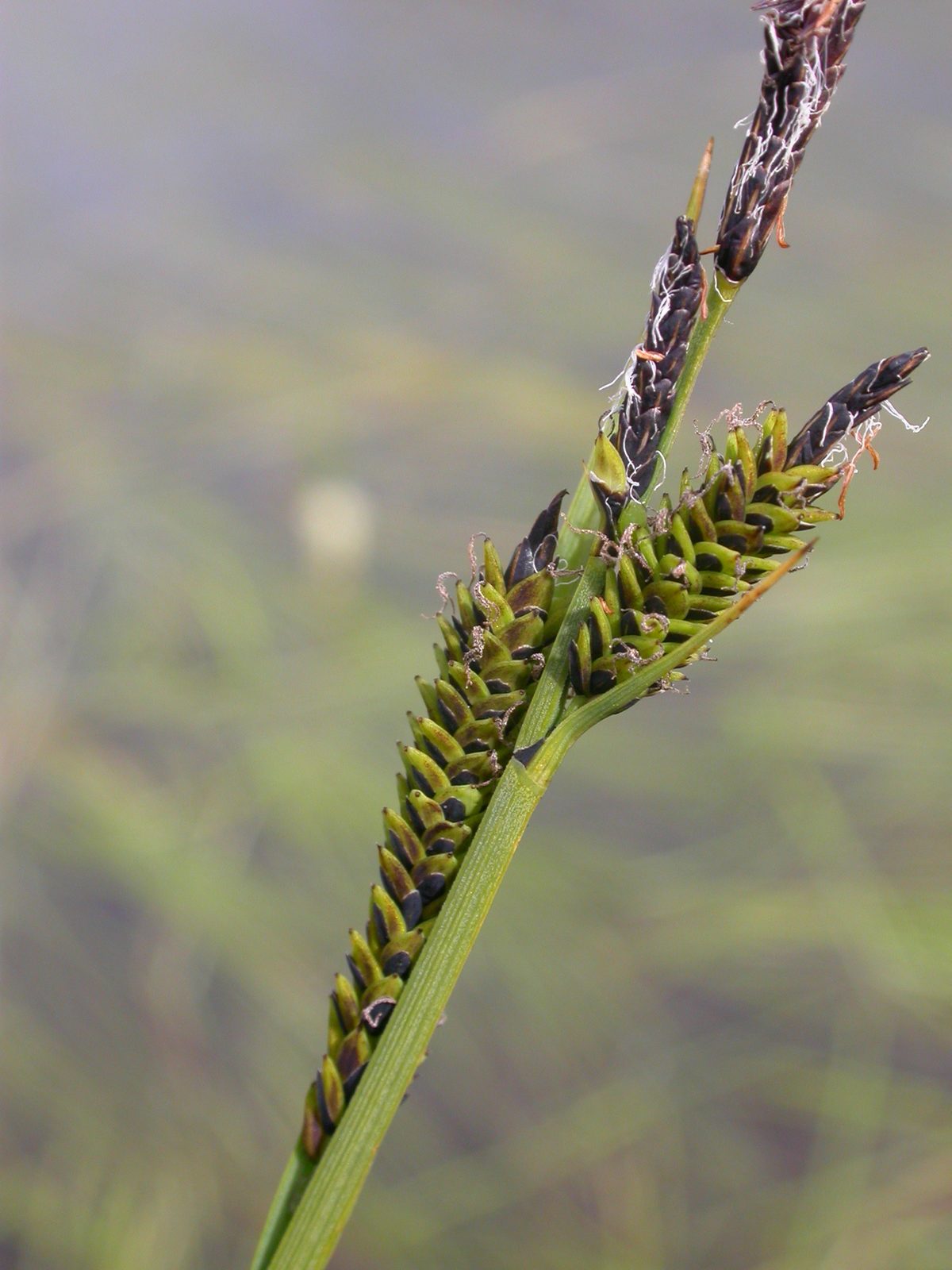 Ebony Sedge (Carex nigra) plant
