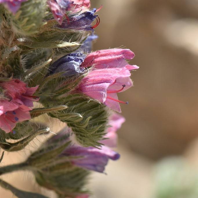 echium (Echium maculatum) plant — close-up photo