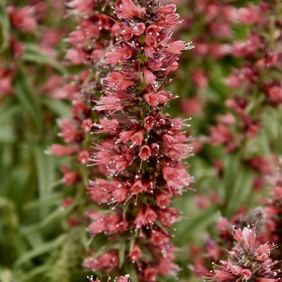 echium (Echium amoenum 'Red Feathers') plant — close-up photo
