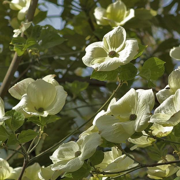 Eddie's White Wonder Flowering Dogwood (Cornus 'Eddie's White Wonder') plant — close-up photo