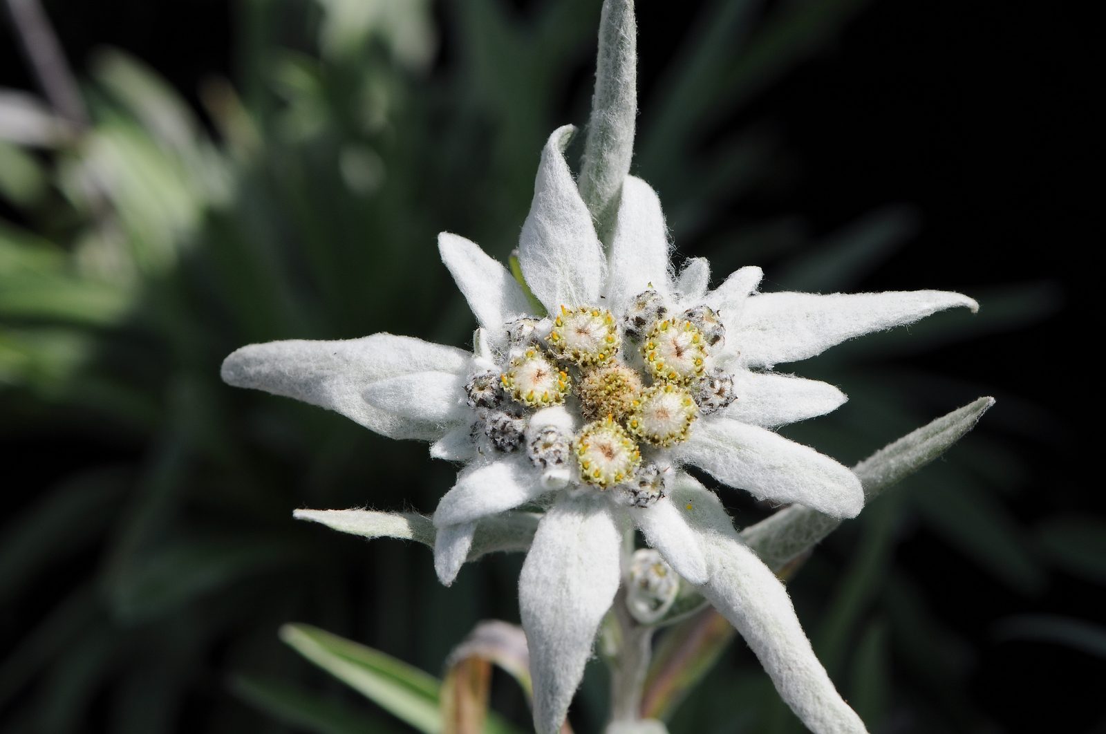 Edelweiss (Leontopodium alpinum) plant