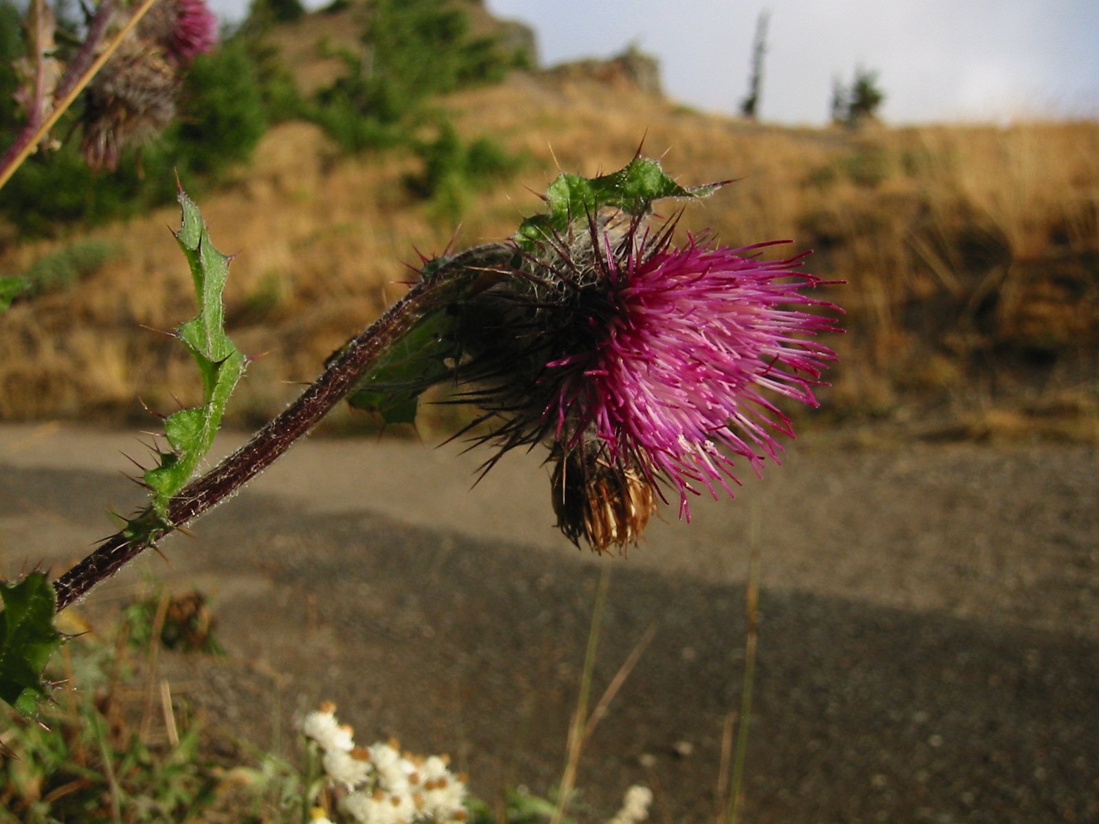 Edible Thistle (Cirsium edule) plant