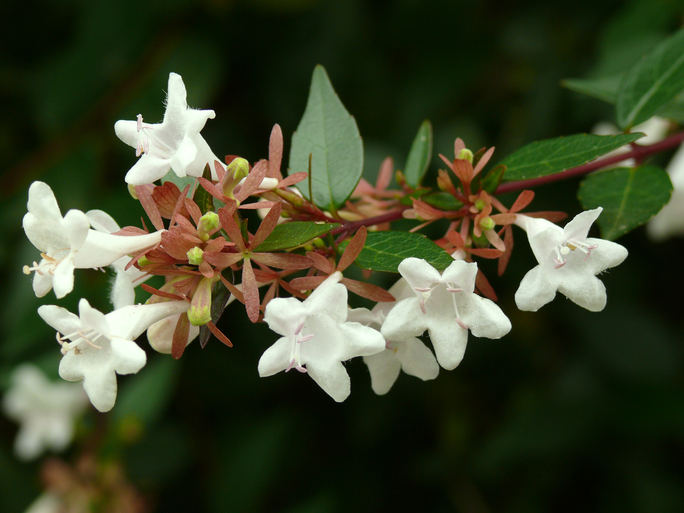 Edward Goucher Abelia (Abelia × grandiflora 'Edward Goucher') plant