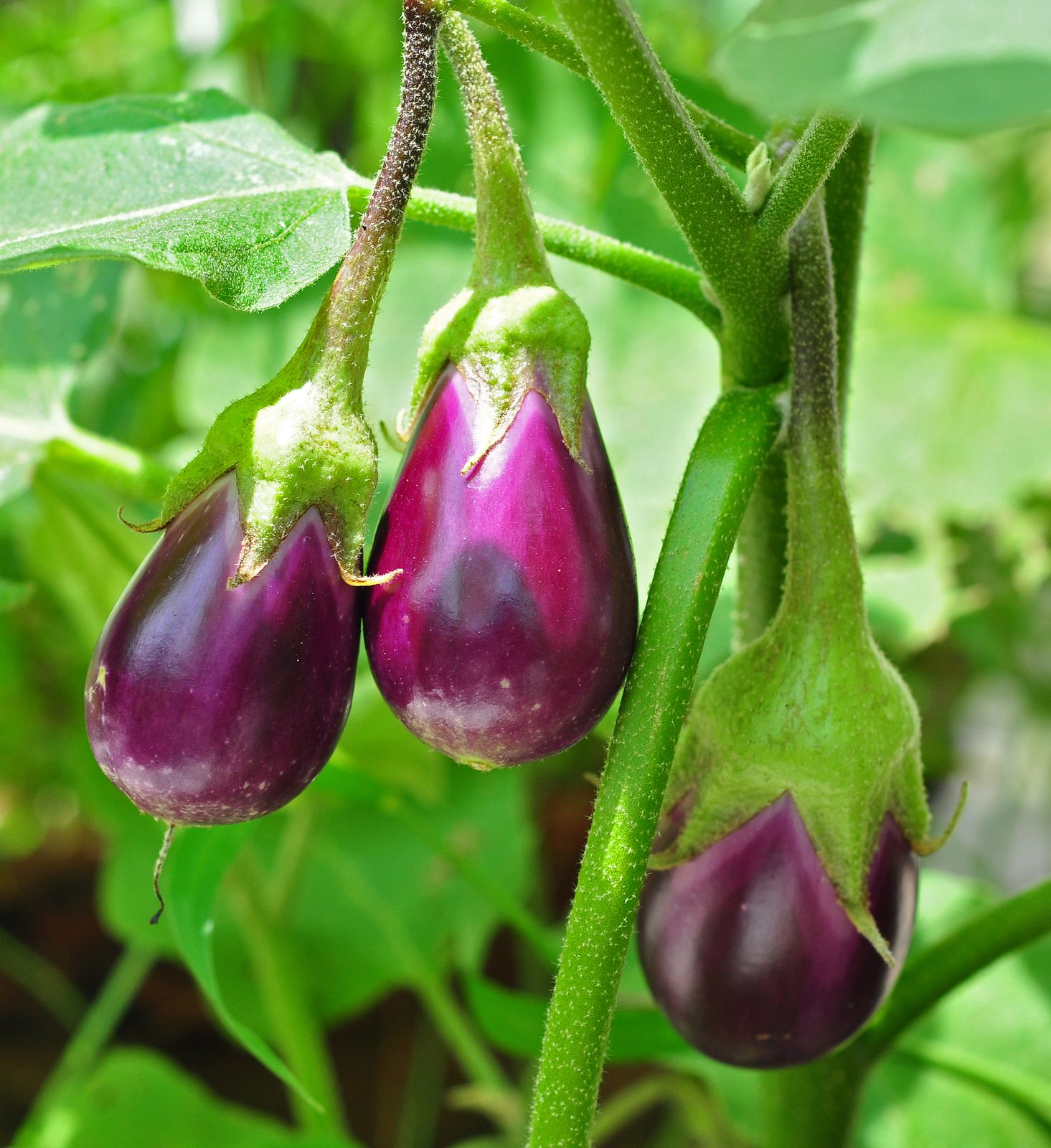 Eggplant (Solanum melongena) plant