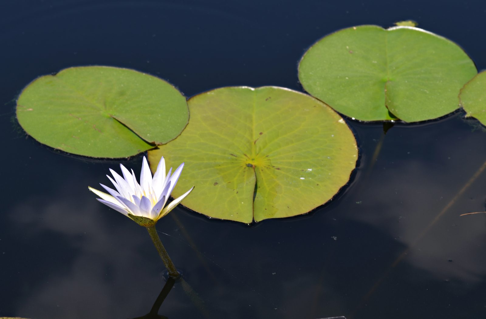 Egyptian Blue Water Lily (Nymphaea caerulea) plant