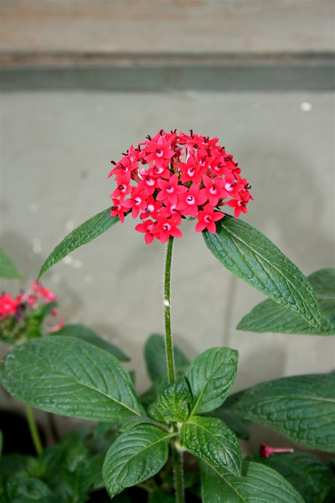 Egyptian Star Flower (Pentas lanceolata) plant