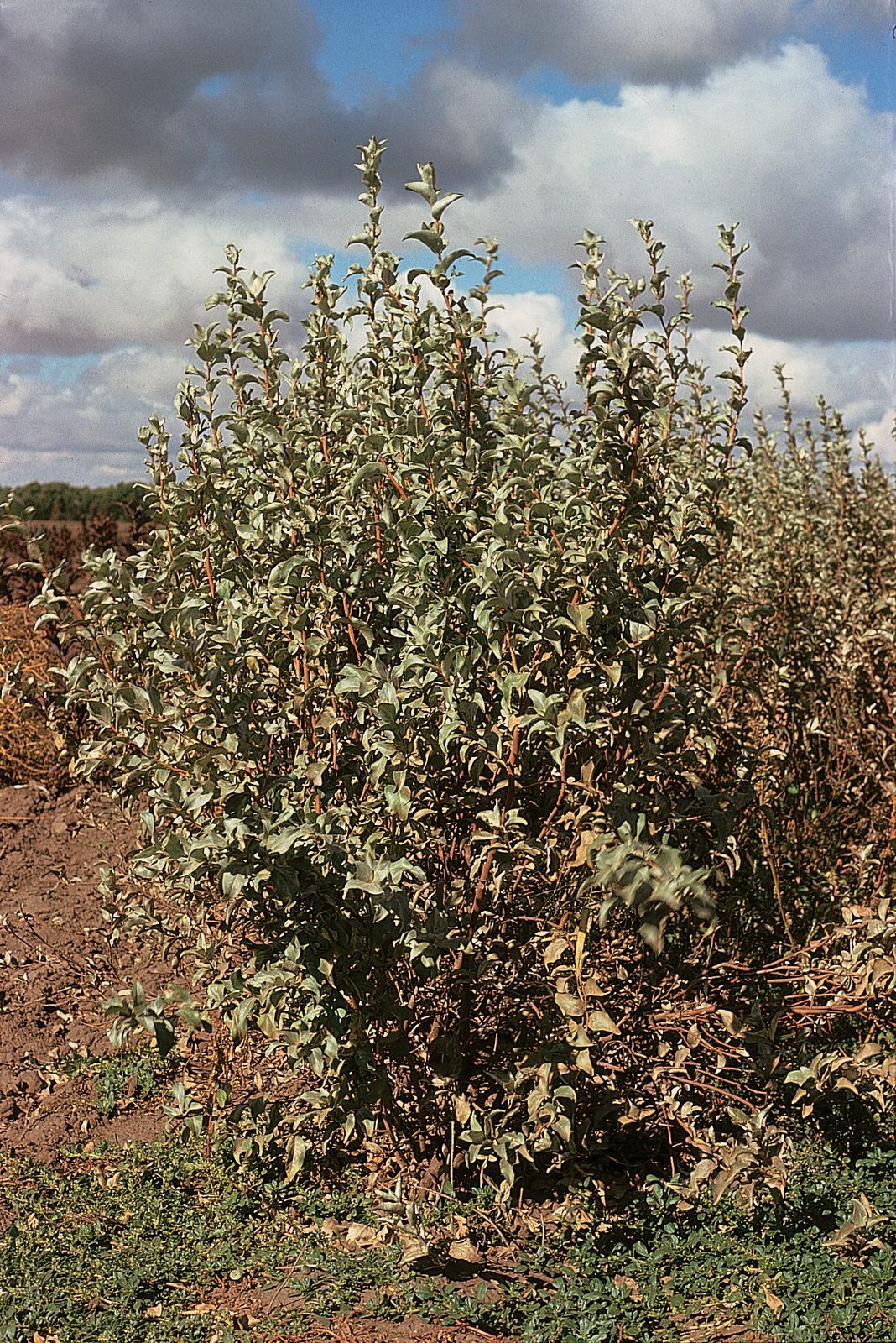 Elaeagnus (Elaeagnus spp.) plant