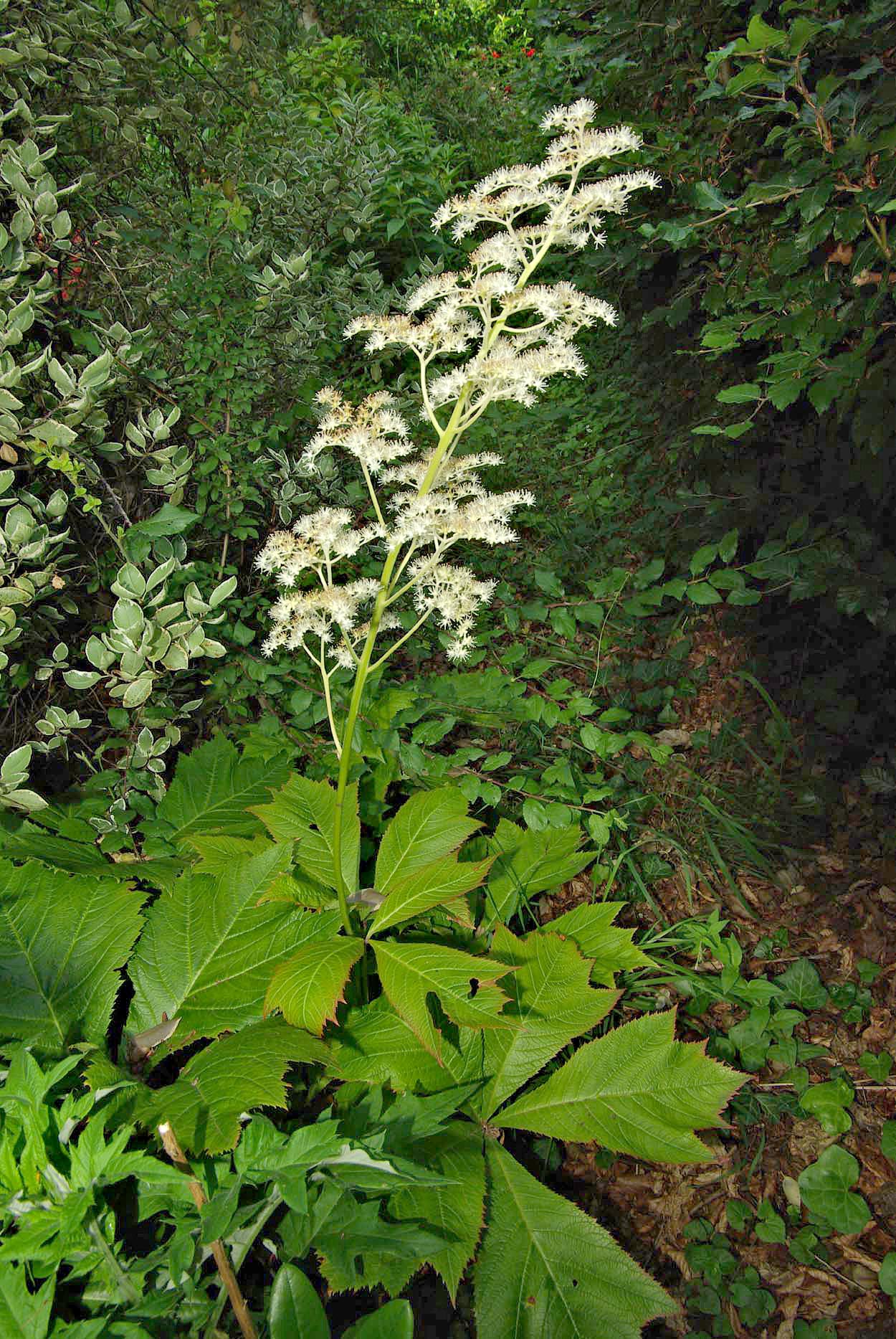 Elderberry Rodgersia (Rodgersia sambucifolia) plant