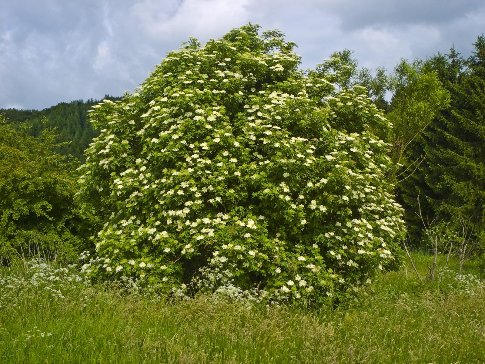 Elderberry (Sambucus nigra) plant