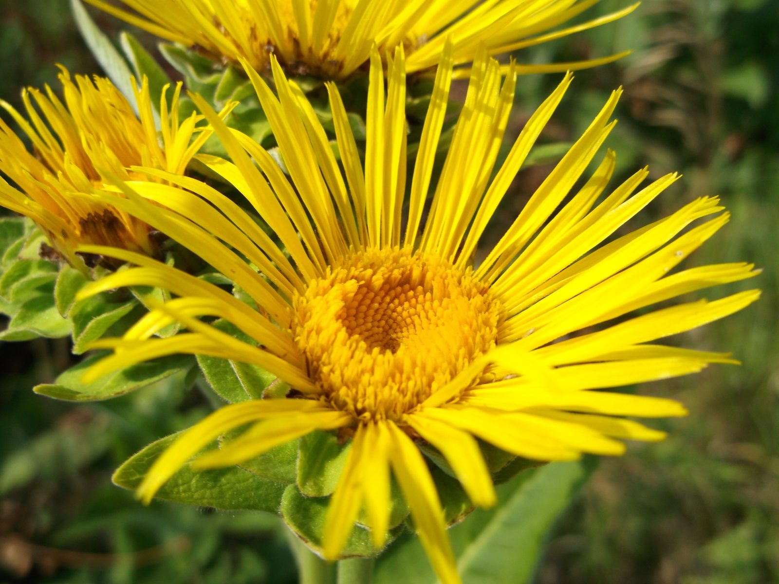 Elecampane (Inula helenium) plant