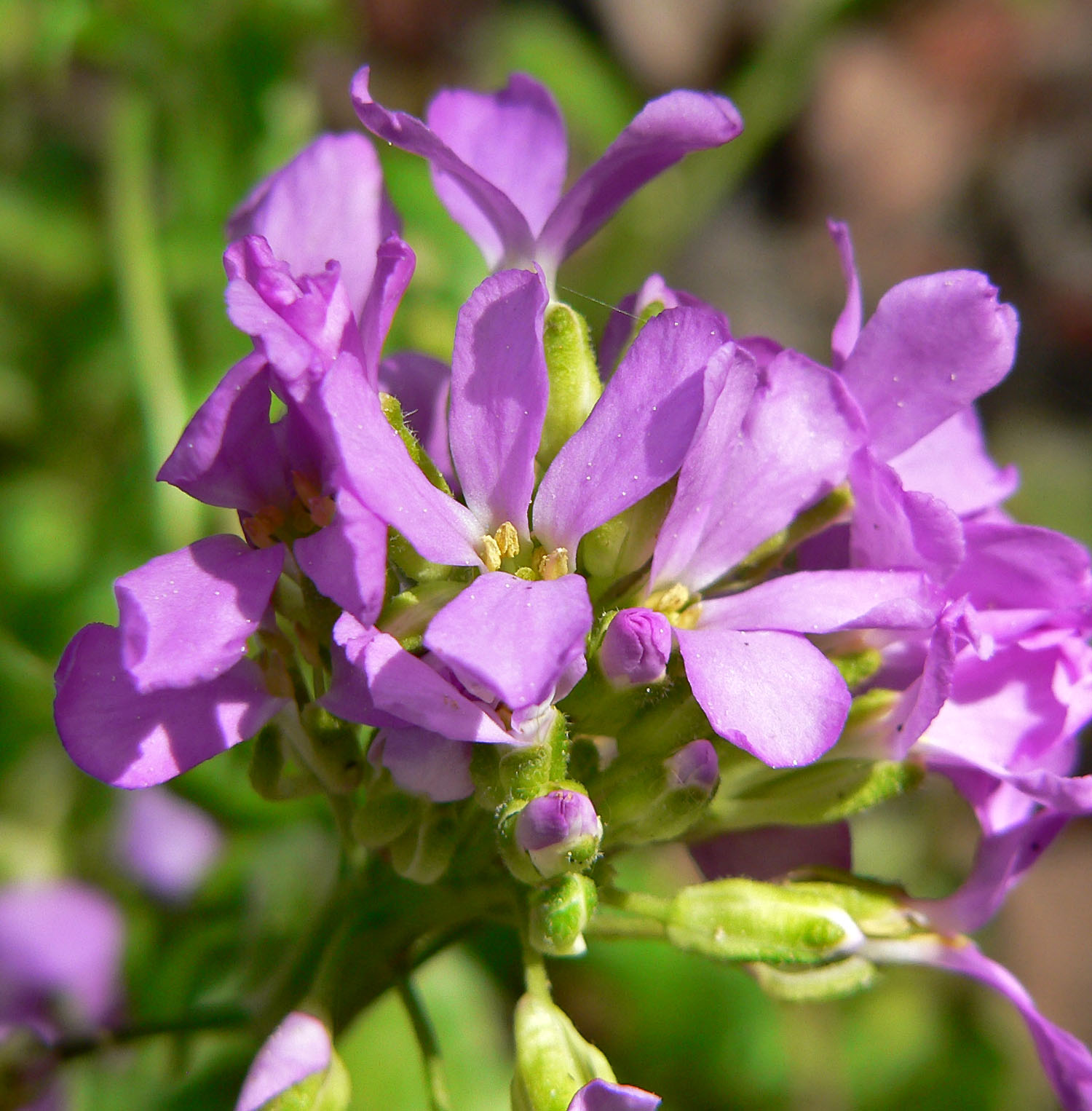 Elegant Rockcress (Arabis blepharophylla) plant