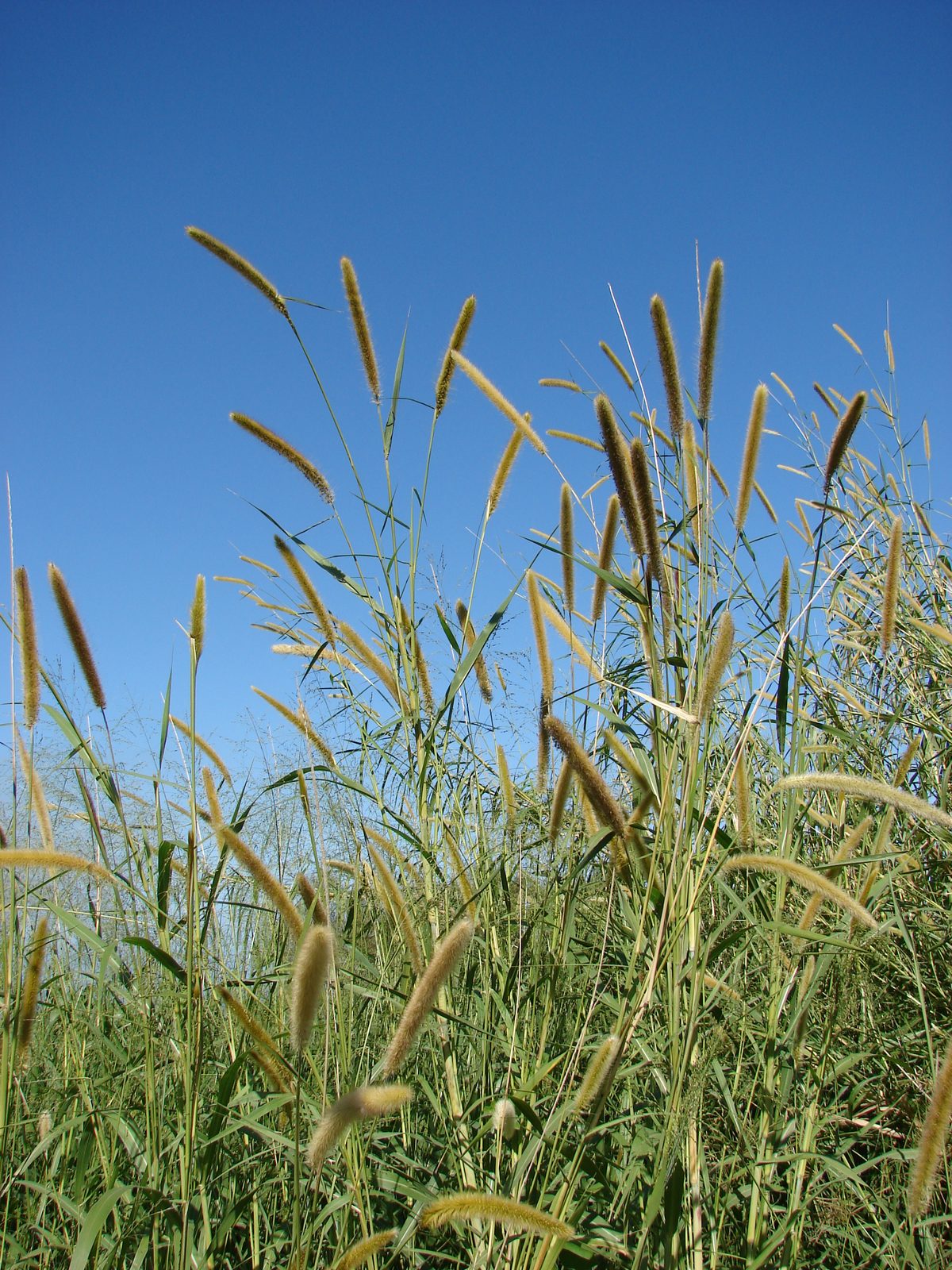 Elephant Grass (Cenchrus purpureus (syn. Pennisetum purpureum)) plant