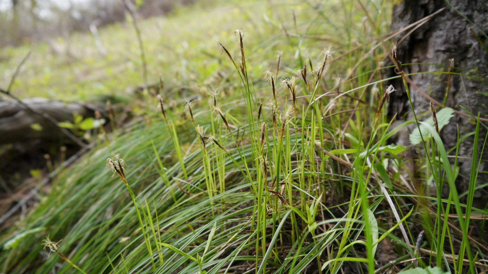 Elk Sedge (Carex geyeri) plant