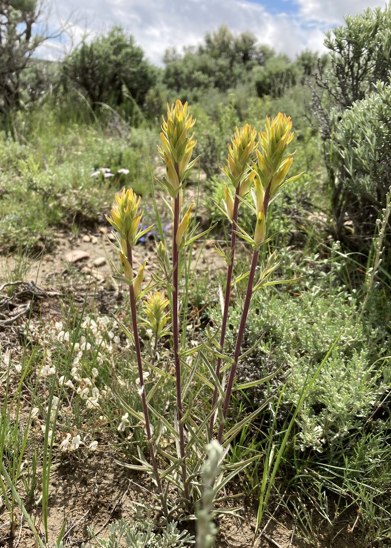 Elko Indian Paintbrush (Castilleja elkoensis) plant