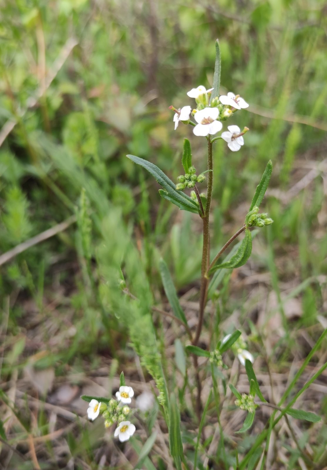 Ellesmere Island Braya (Braya humilis subsp. ellesmerensis) plant — close-up photo