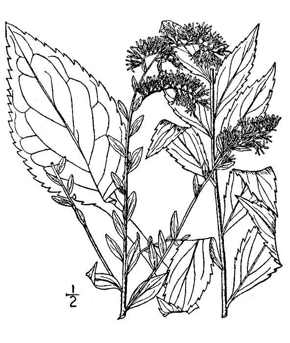 Elm Leaved Goldenrod (Solidago ulmifolia) plant