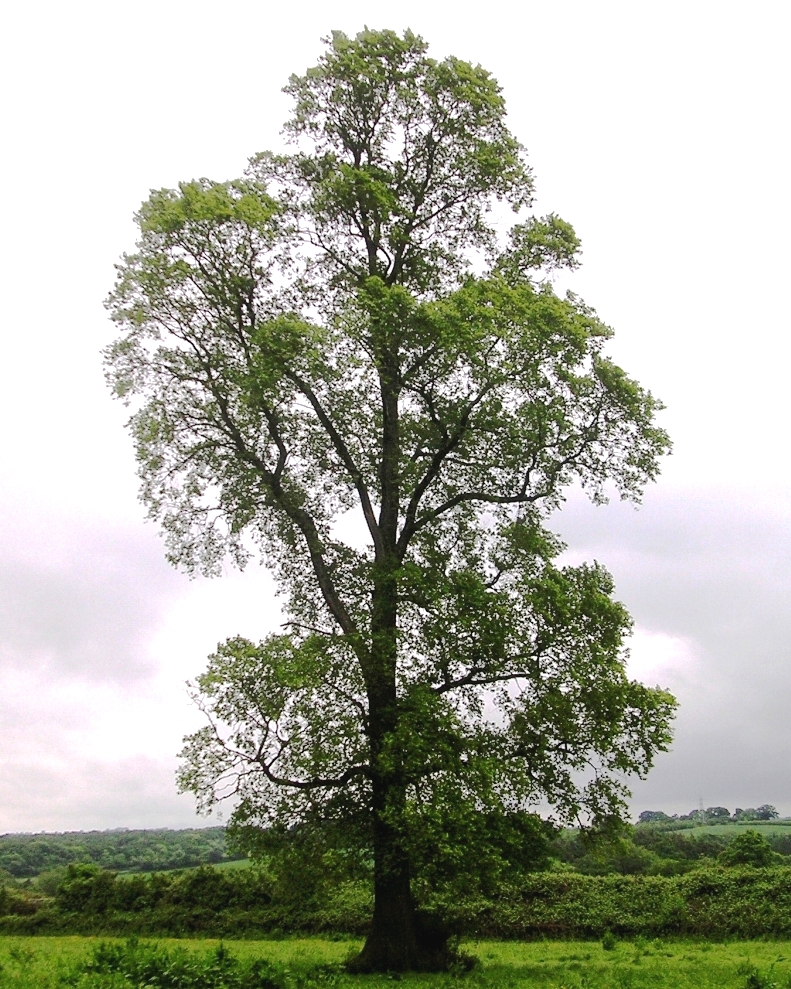 Elm (Ulmus spp.) plant