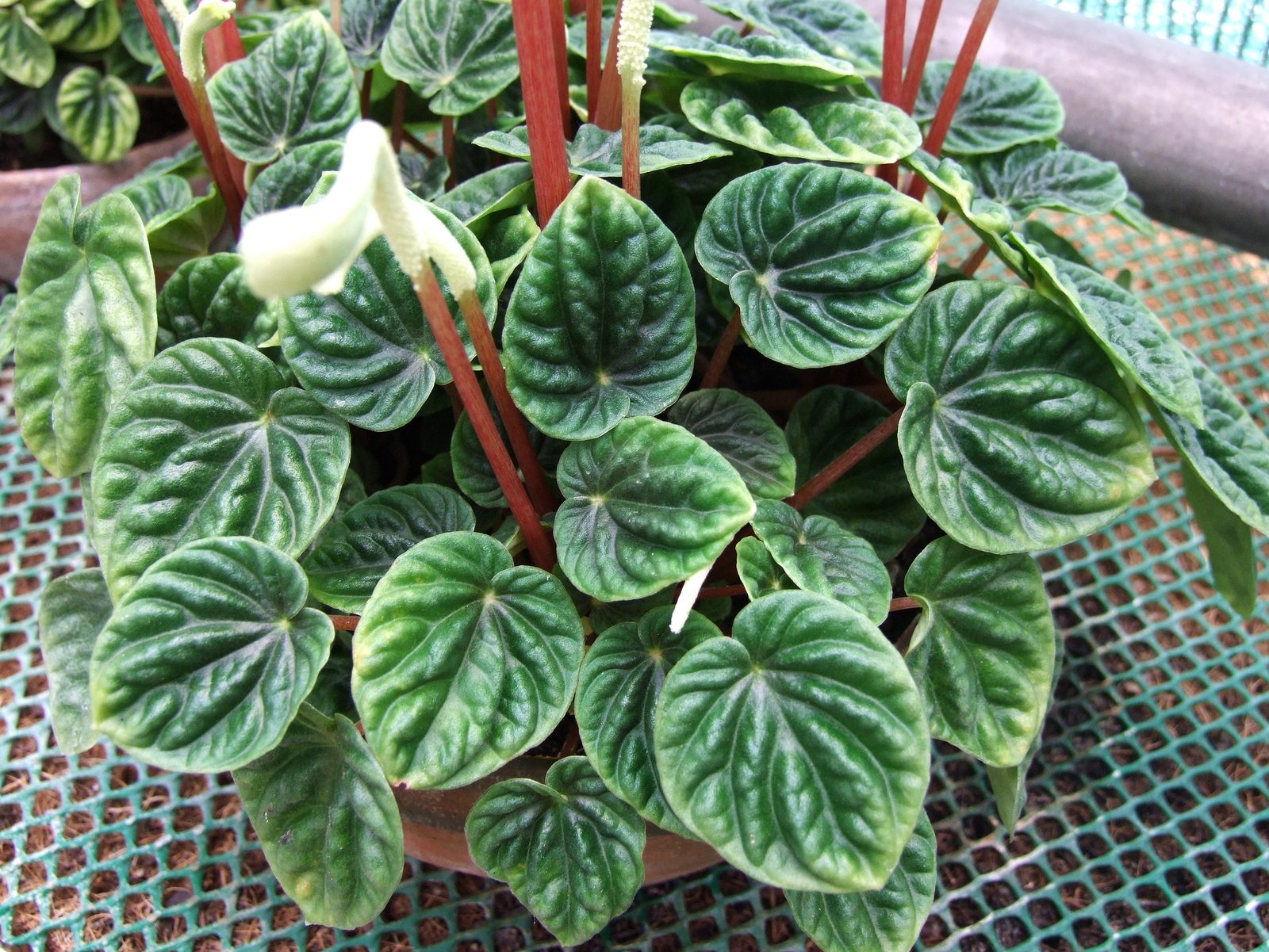 Emerald Ripple Pepper (Peperomia caperata 'Emerald Ripple') plant