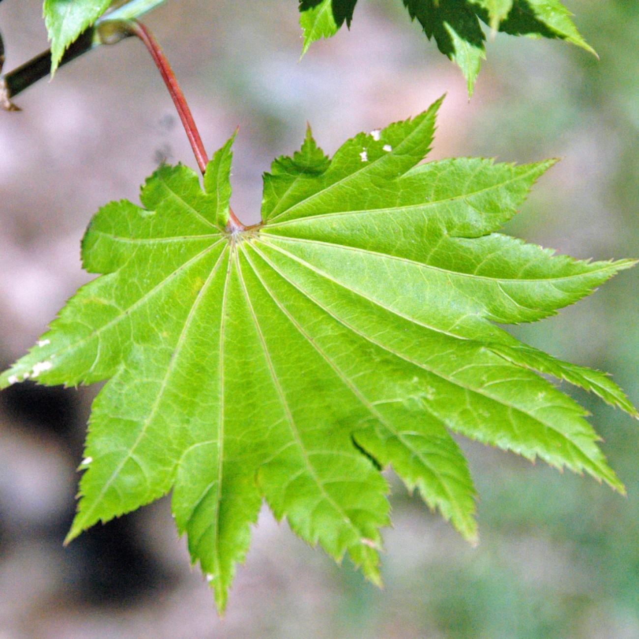 Emmett's Pumpkin Fullmoon Maple (Acer japonicum 'Emmett's Pumpkin') plant — close-up photo