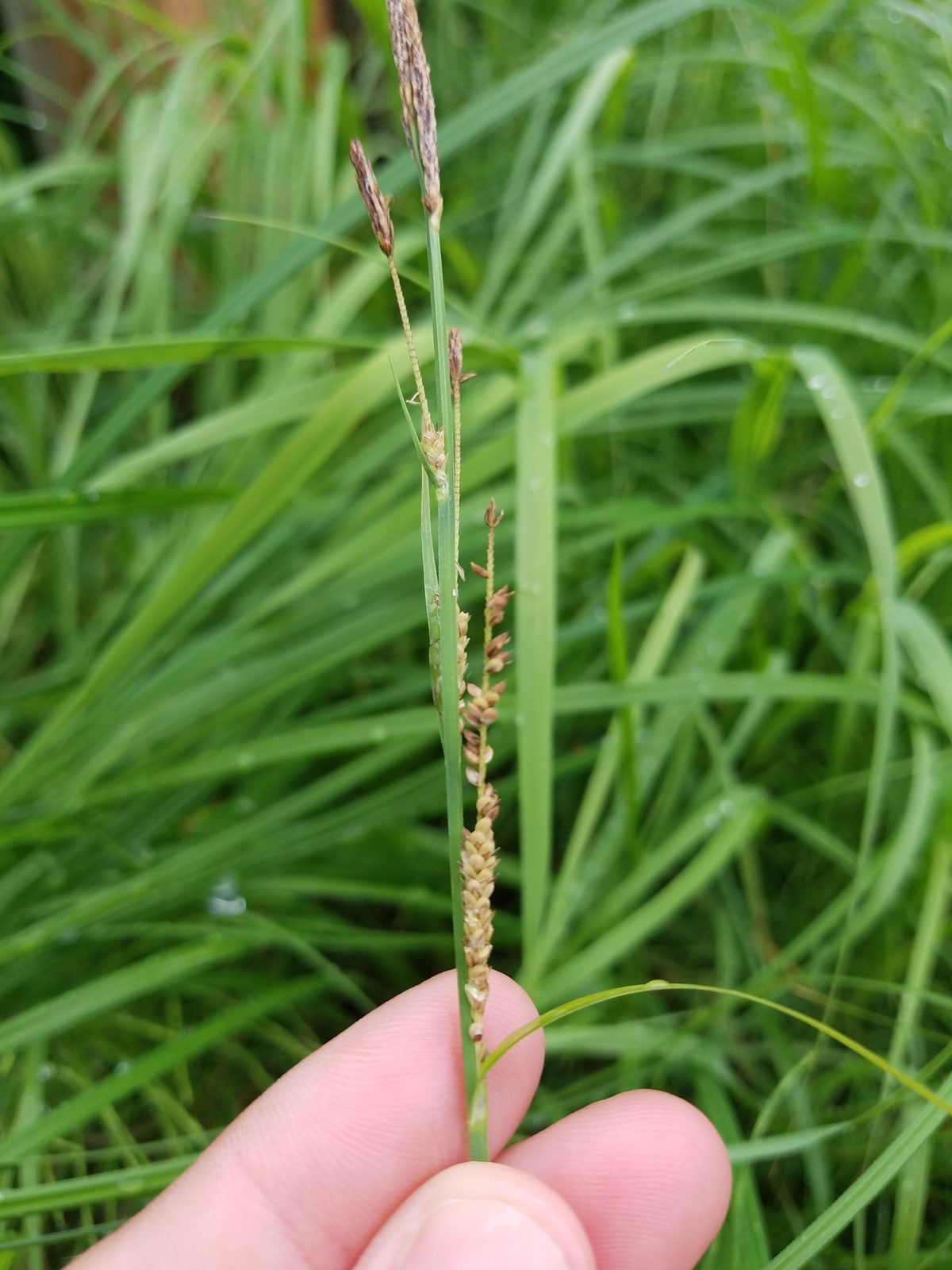 Emory's Sedge (Carex emoryi) plant