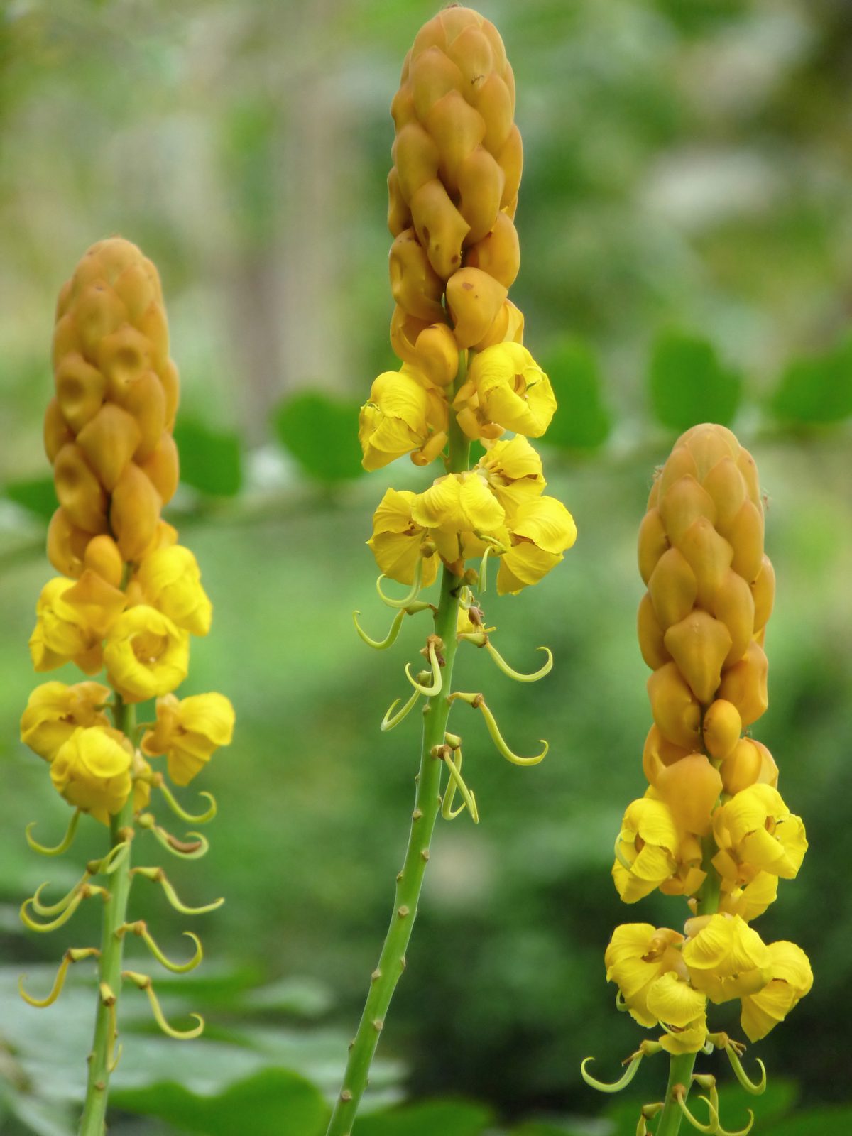Emperor's Candlesticks (Senna alata) plant