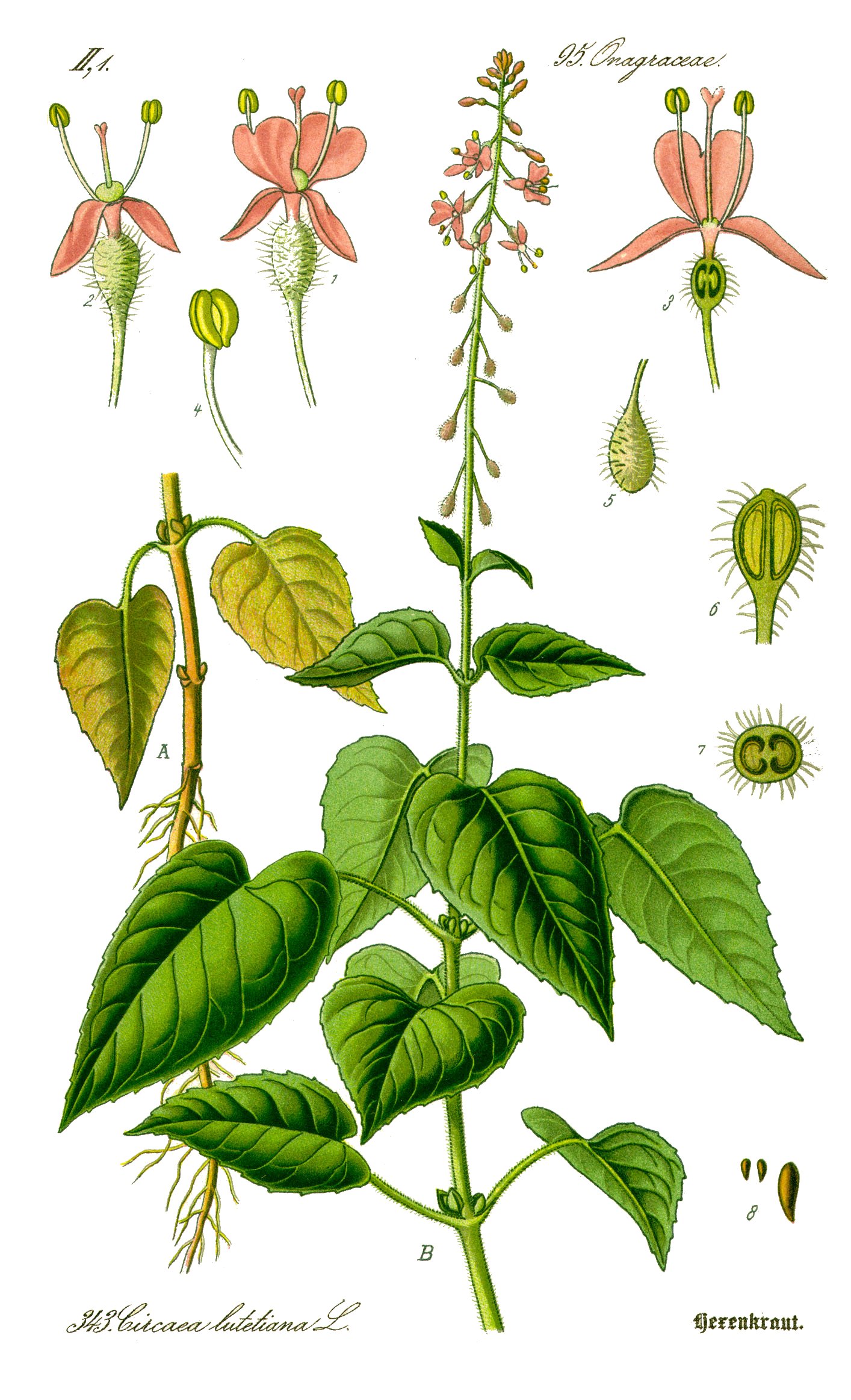 Enchanter's Nightshade (Circaea lutetiana) plant