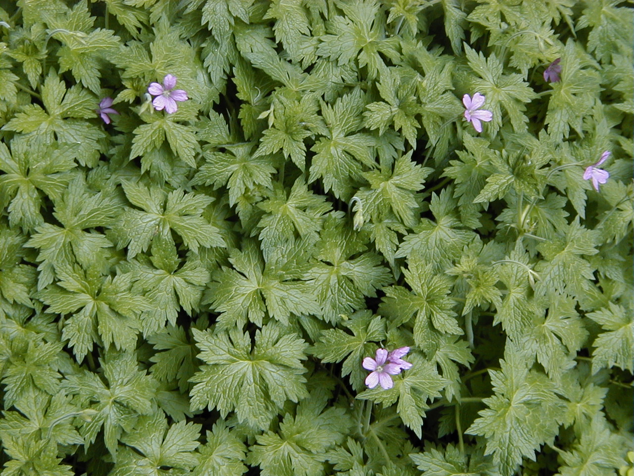 Endres's Cranesbill (Geranium endressii) plant