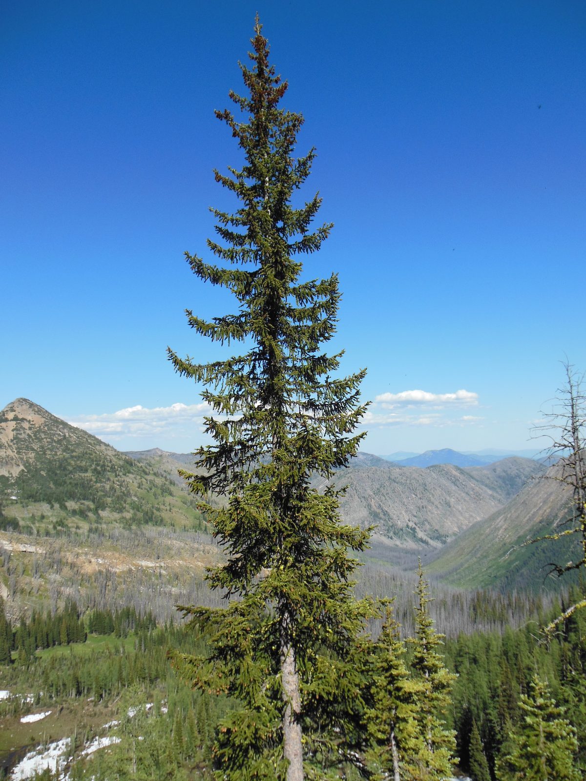 Engelmann Spruce (Picea engelmannii) plant