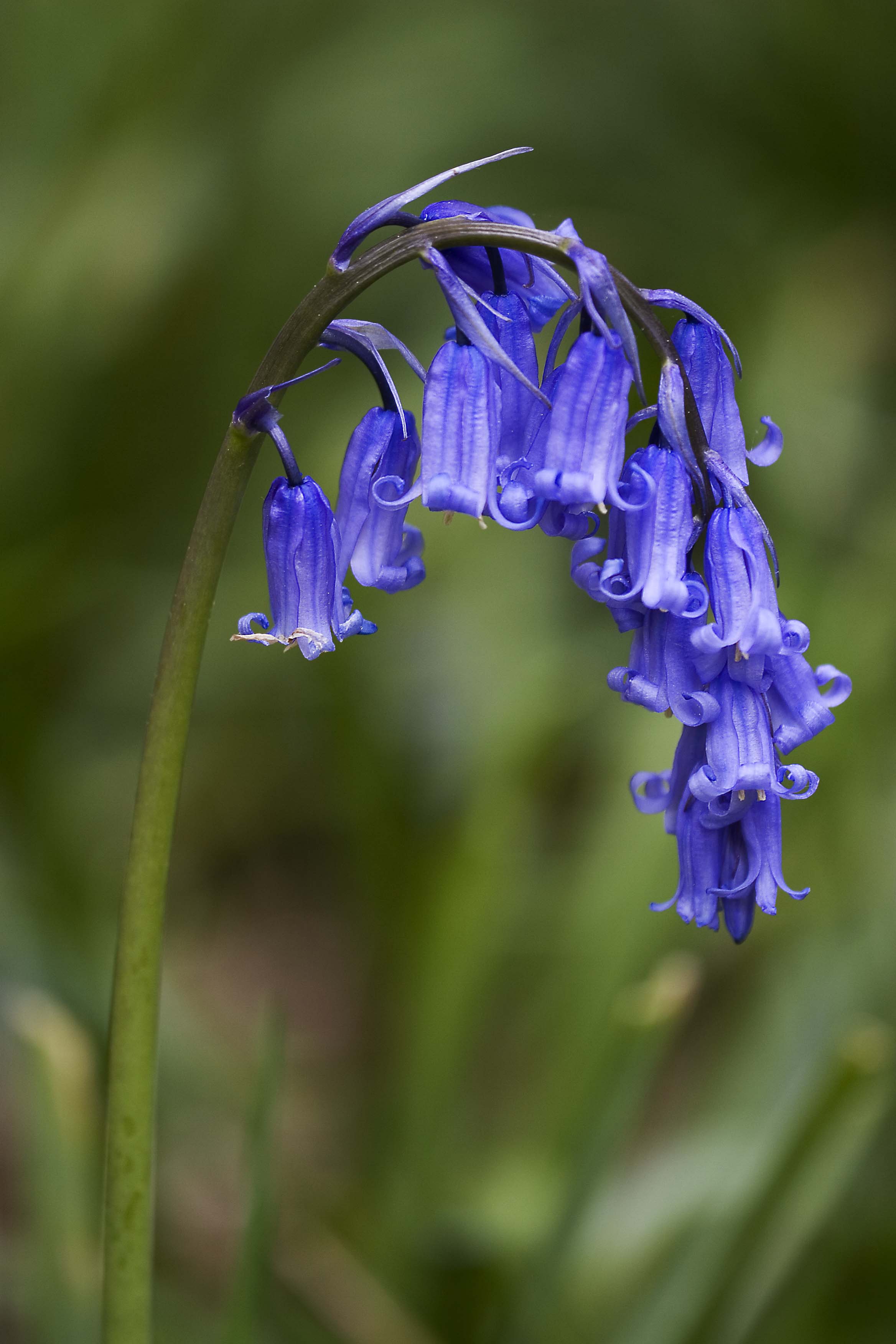 English Bluebell (Hyacinthoides non-scripta) plant
