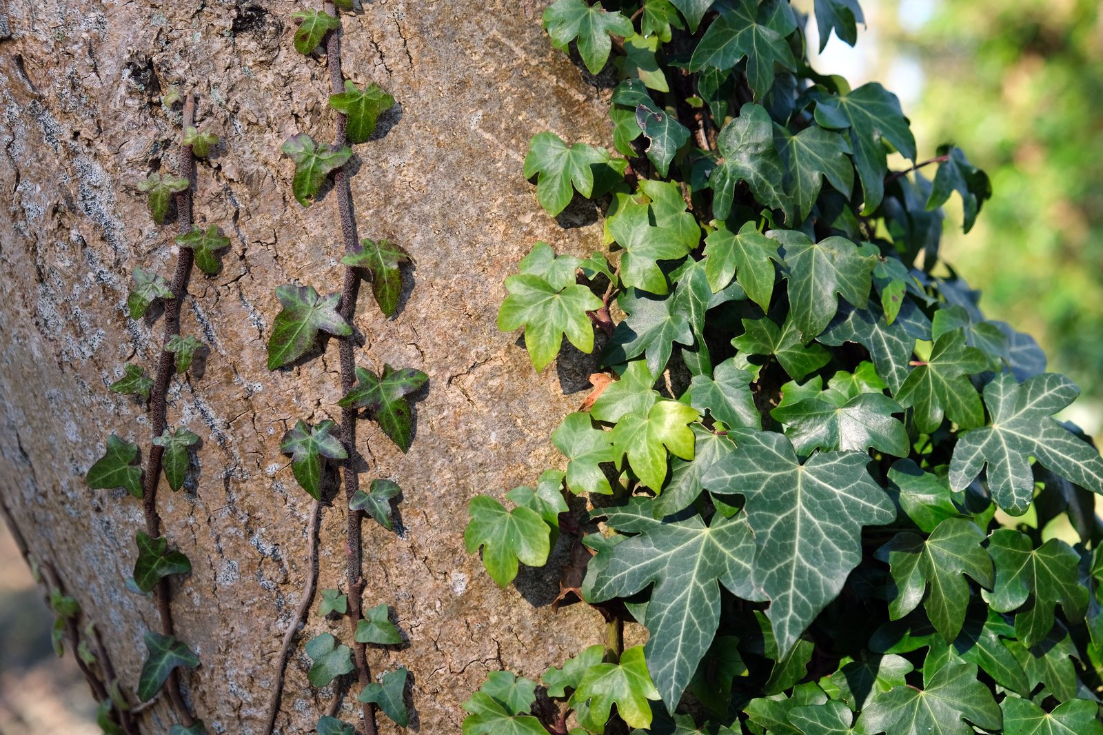 English Ivy (Hedera helix) plant