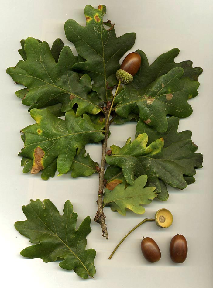 English Oak (Quercus robur) plant