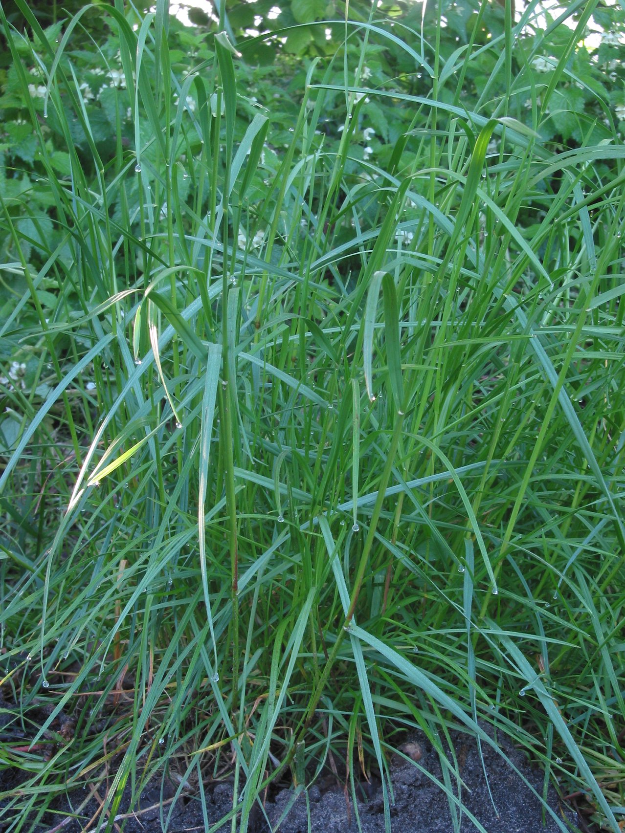 English Ryegrass (Lolium perenne) plant