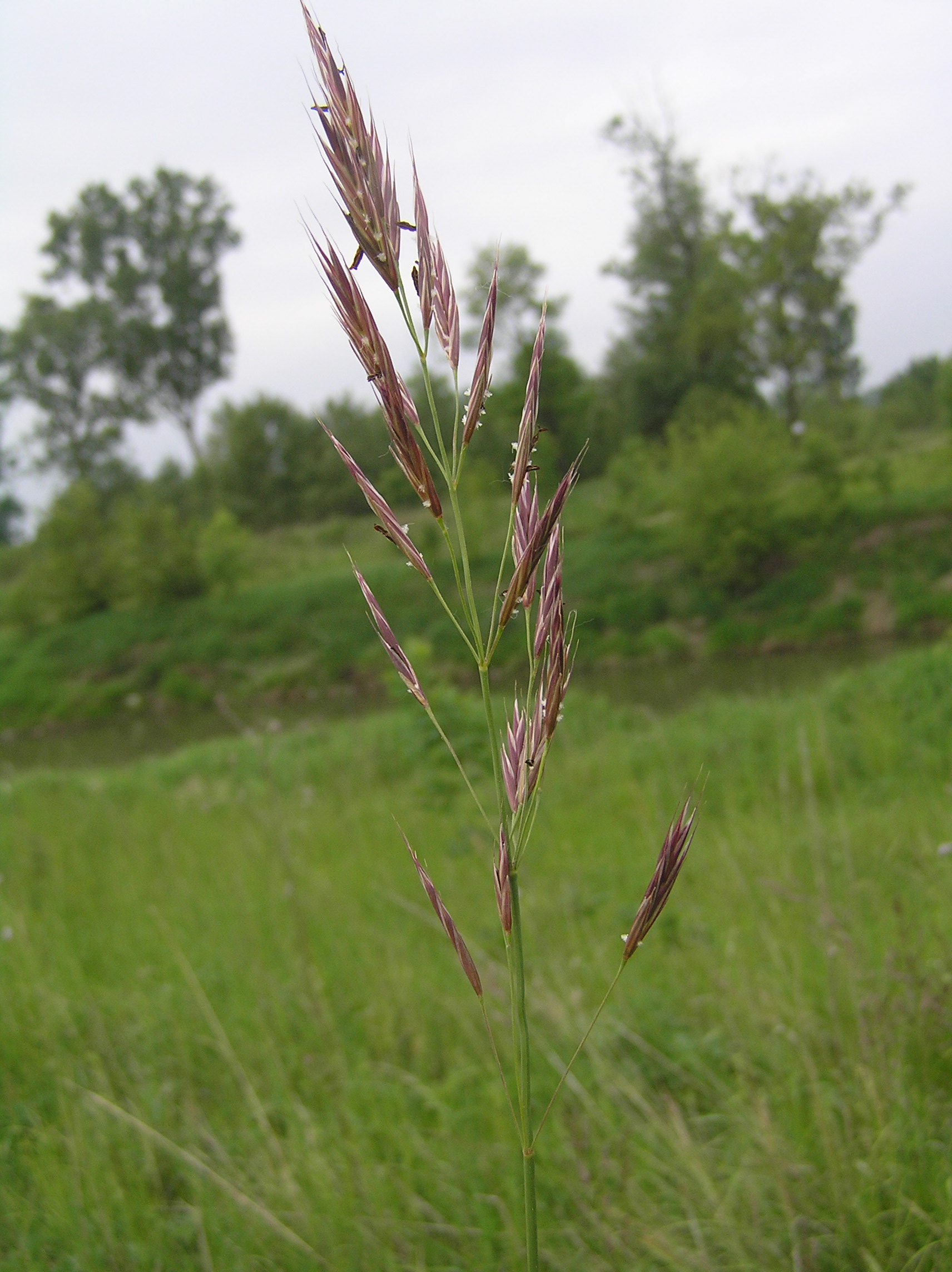 Erect Brome (Bromus erectus) plant