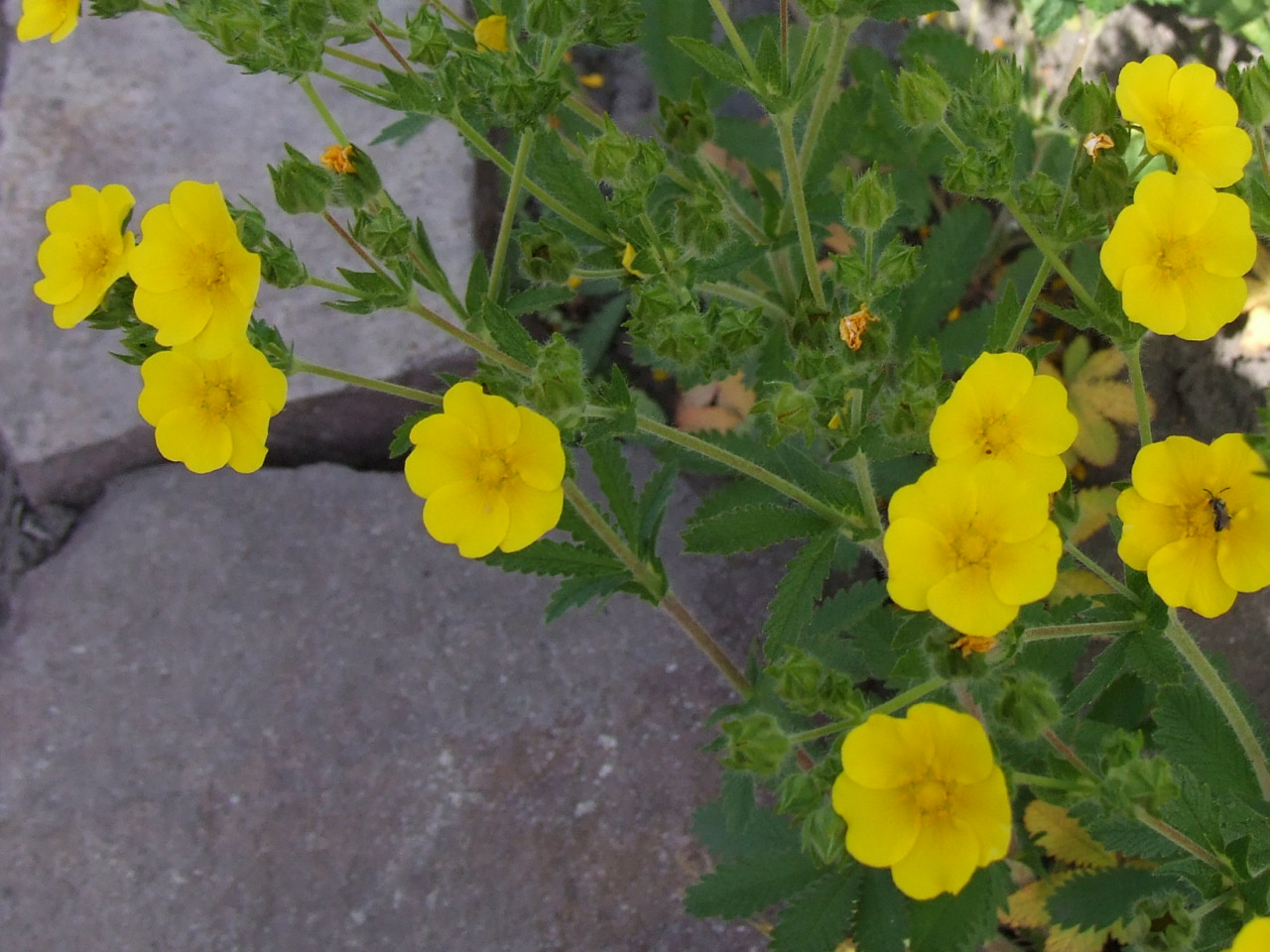 Erect Cinquefoil (Potentilla recta) plant