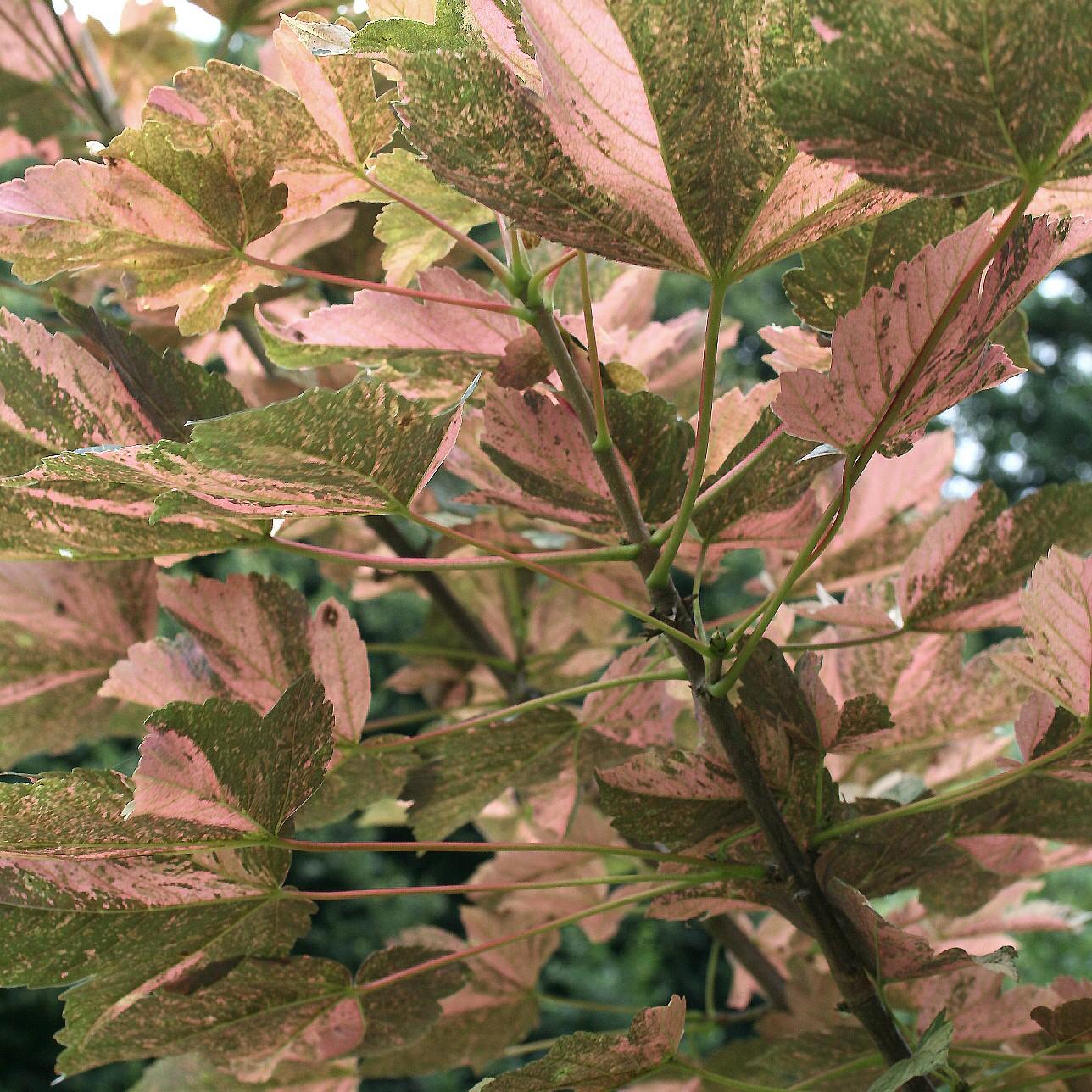 Eskimo Sunset Sycamore Maple (Acer pseudoplatanus 'Eskimo Sunset') plant — close-up photo