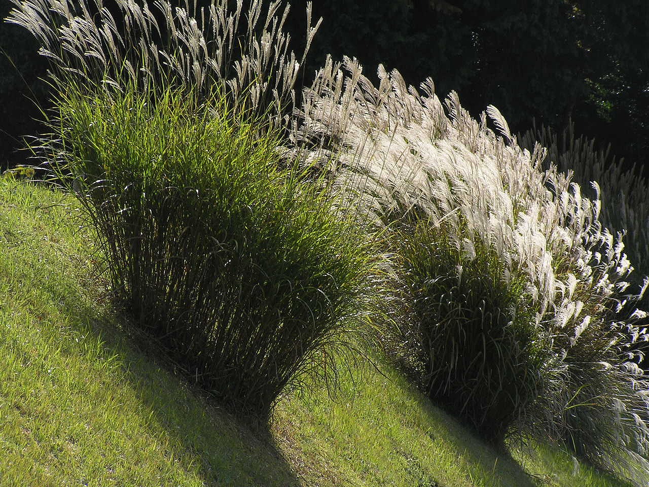 Eulalia Grass (Miscanthus sinensis) plant