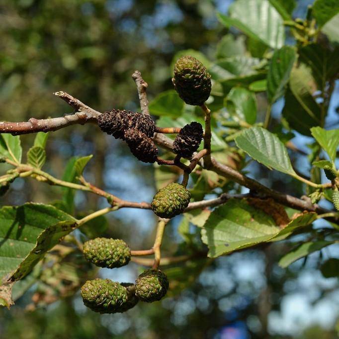 European alder (Alnus glutinosa) plant — close-up photo