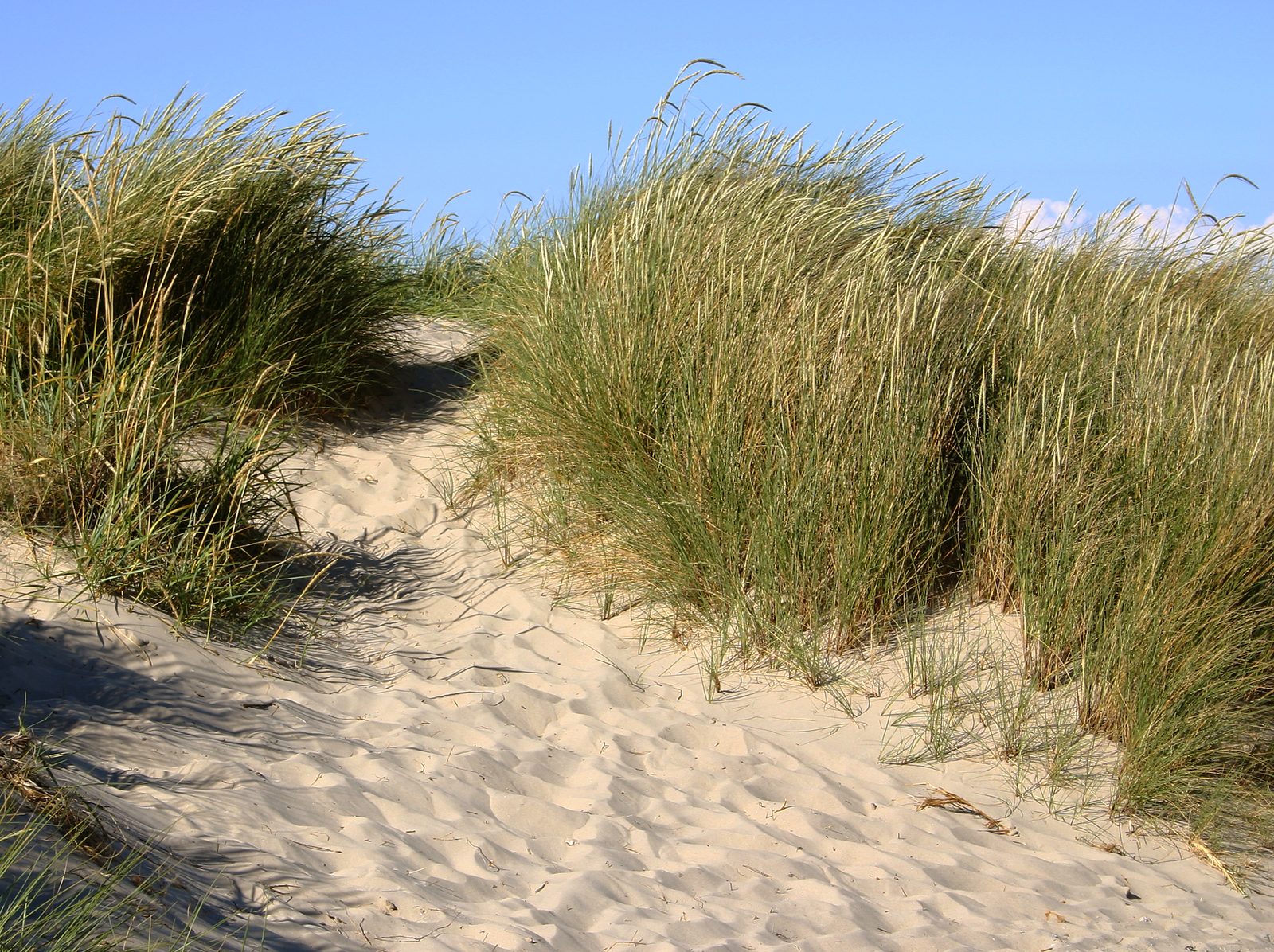 European Beachgrass (Ammophila arenaria) plant