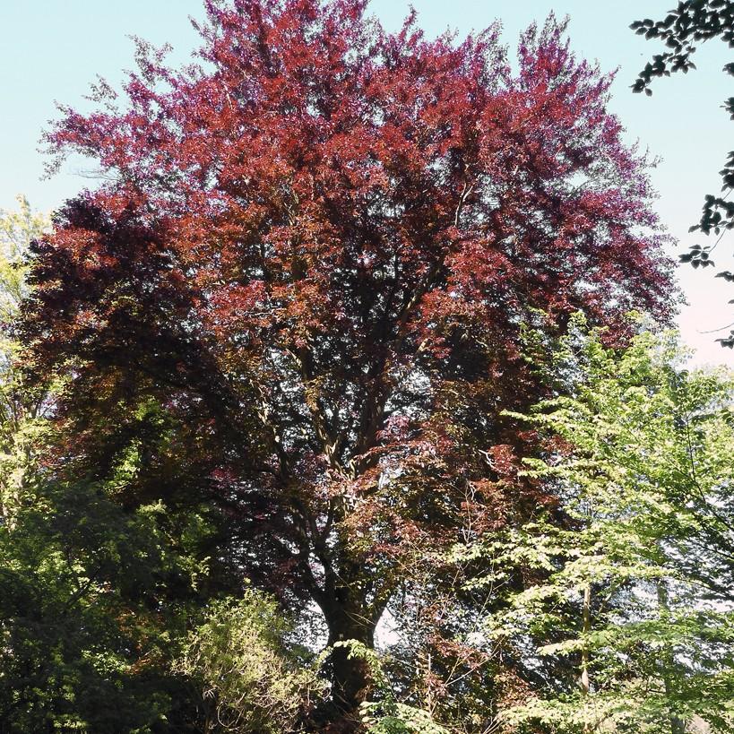 European beech (Fagus sylvatica 'Riversii') plant — close-up photo