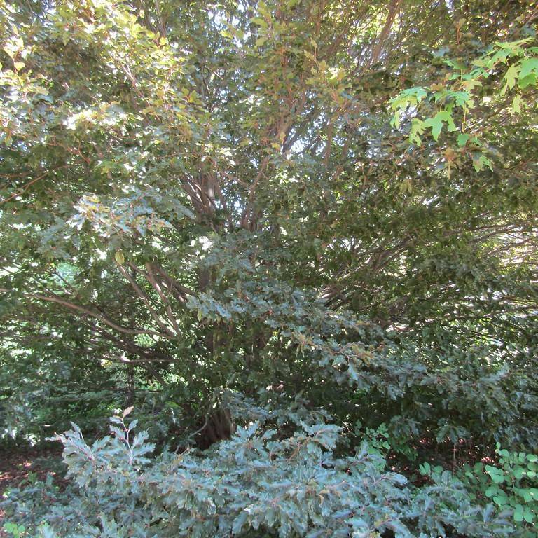 European beech (Fagus sylvatica 'Rohanii') plant — close-up photo