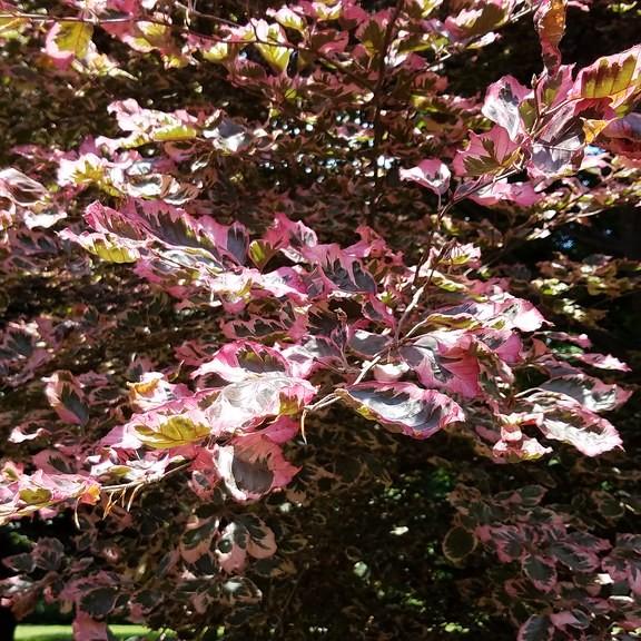European beech (Fagus sylvatica 'Tricolor') plant — close-up photo