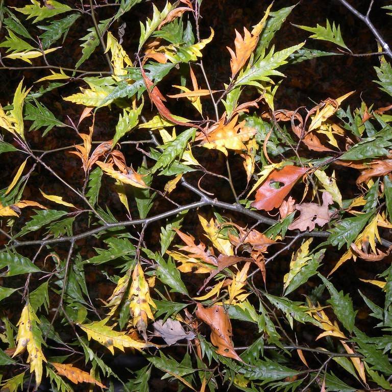 European beech (Fagus sylvatica var. heterophylla 'Aspleniifolia') plant — close-up photo