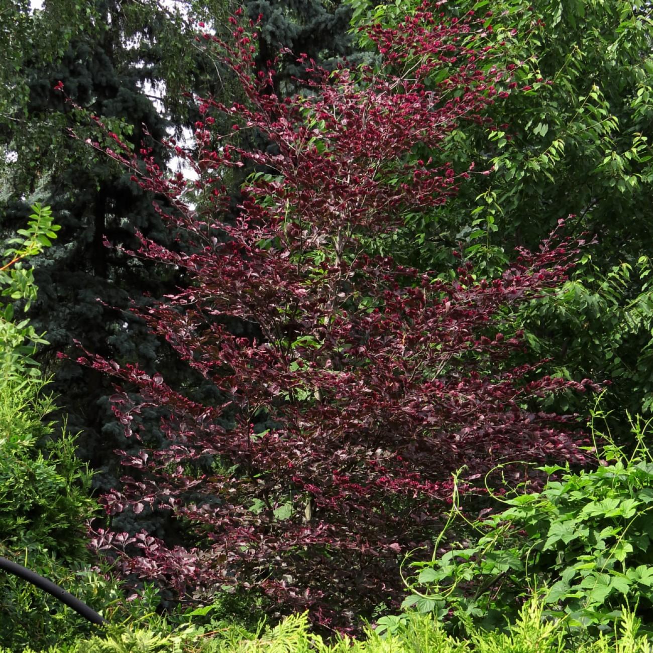European beech (Fagus sylvatica 'Purpurea Tricolor') plant — close-up photo