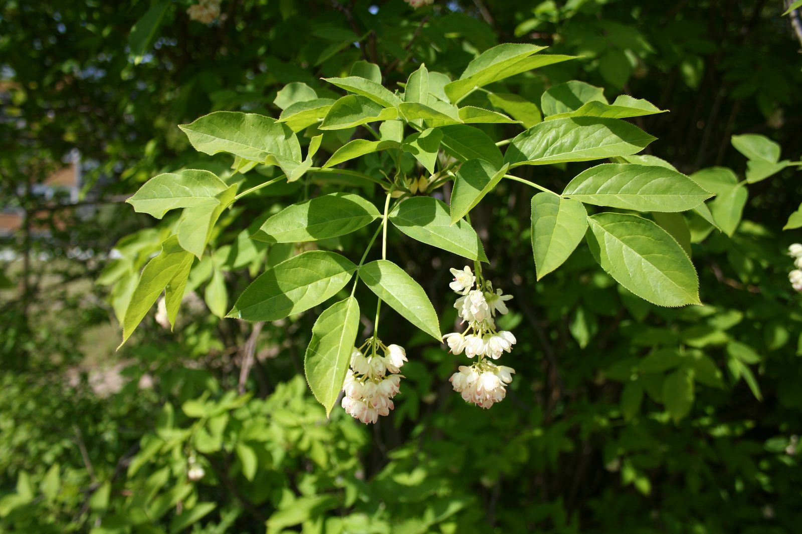 European Bladdernut (Staphylea pinnata) plant