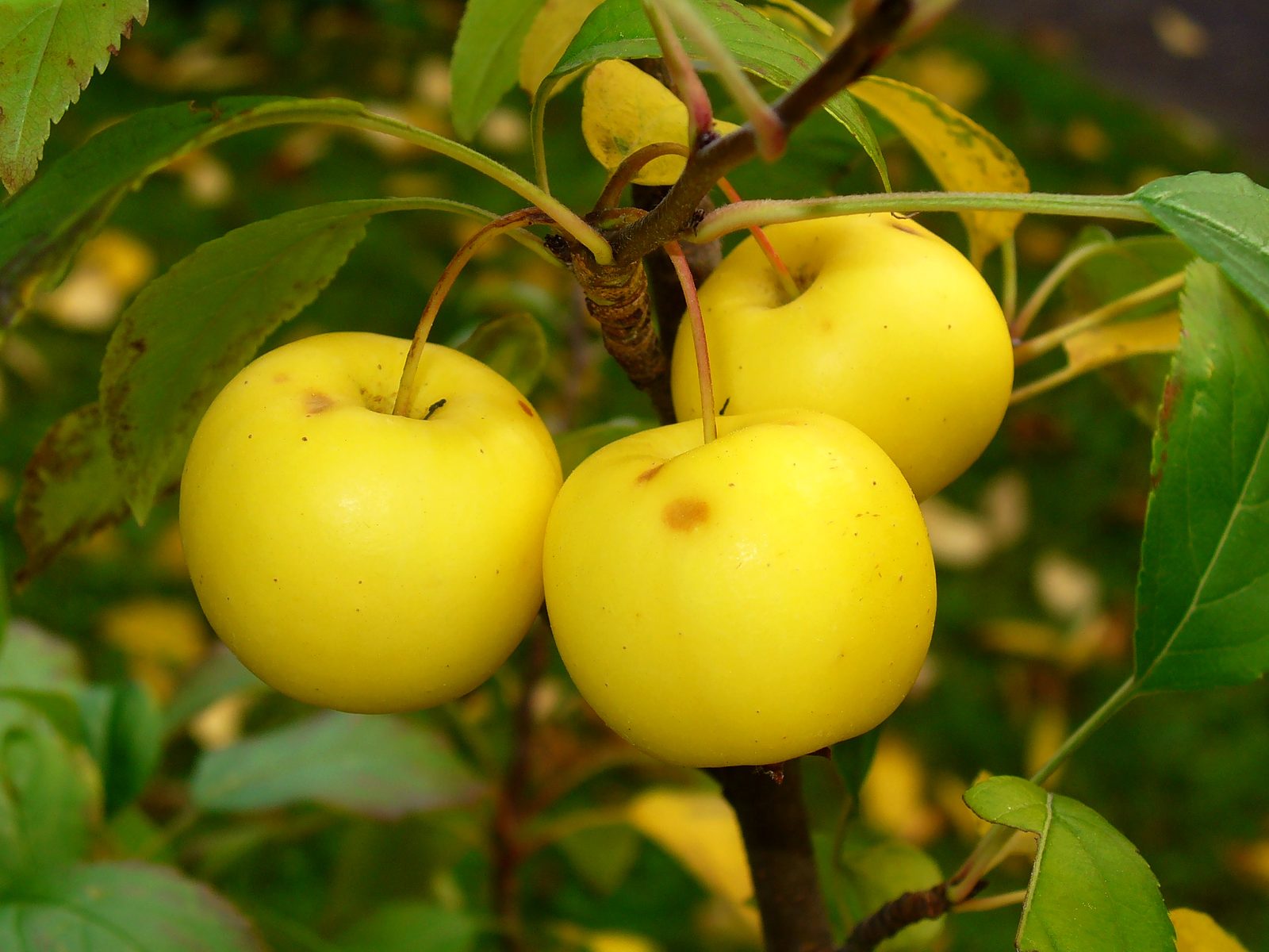 European Crabapple (Malus sylvestris) plant