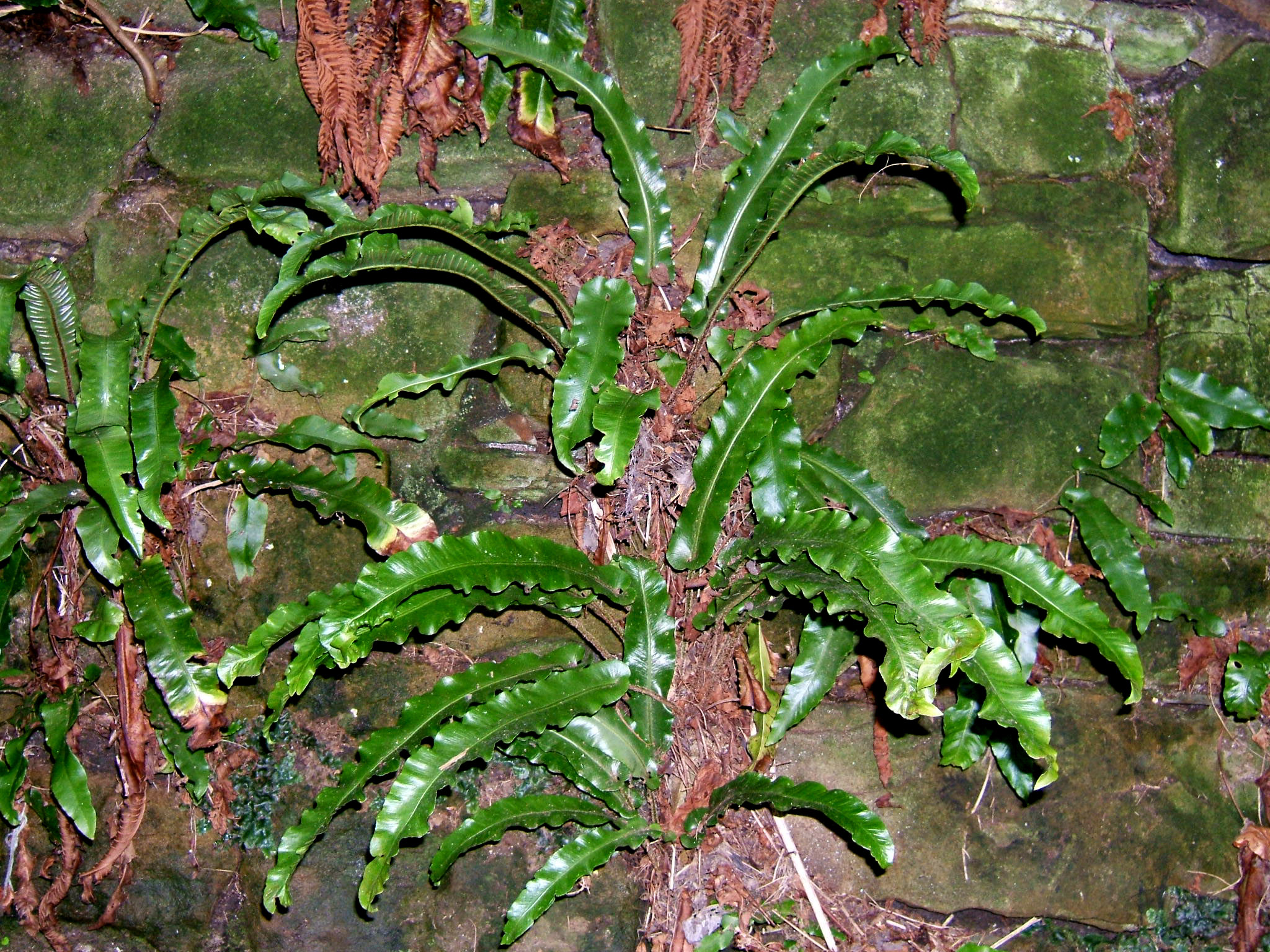 European Hart's Tongue Fern (Asplenium scolopendrium) plant