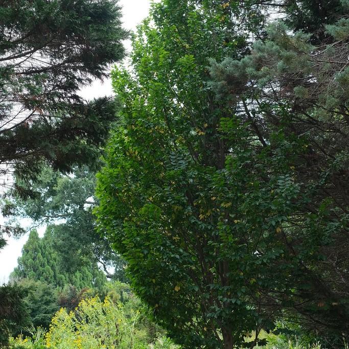 European Hornbeam (Carpinus betulus) plant — close-up photo