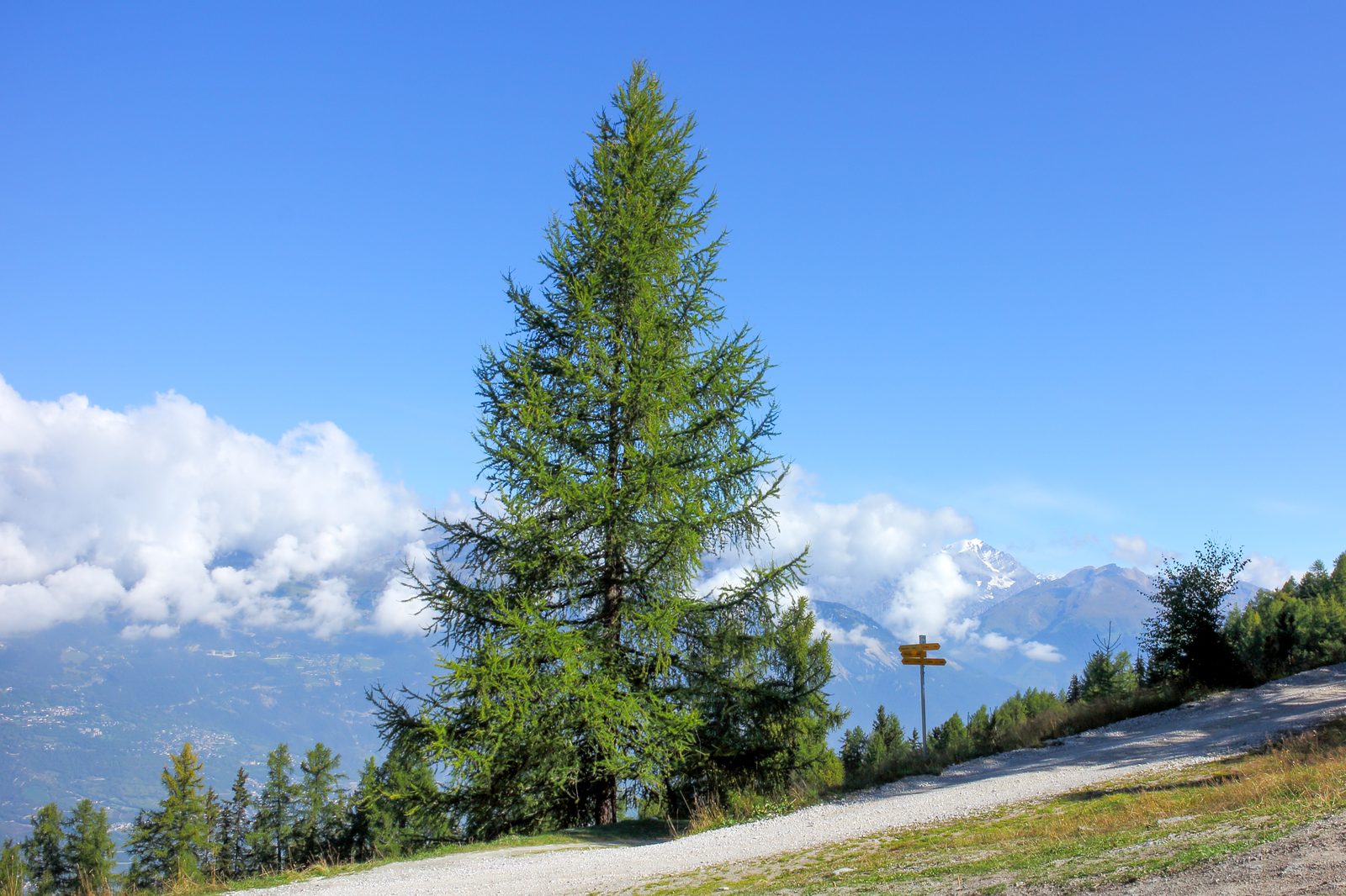 European Larch (Larix decidua) plant