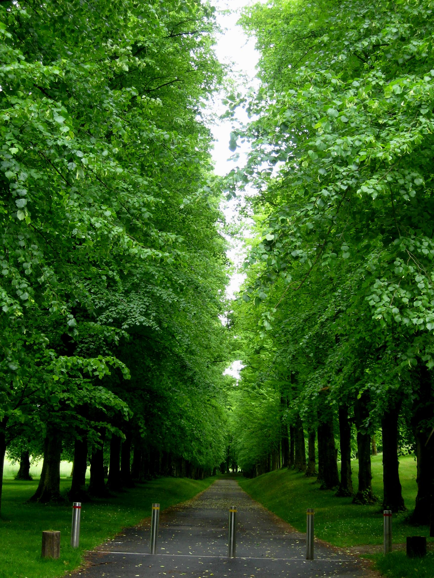 European Linden (Tilia × europaea) plant
